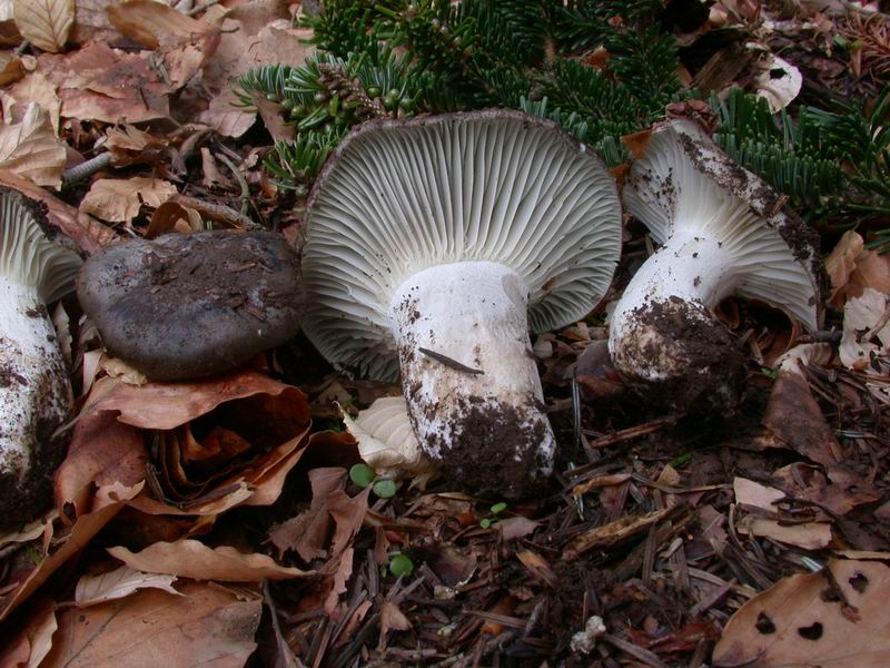 Mycoflora Toscana - Funghi  del tardo inverno e primaverili